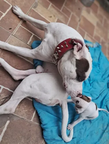 Lindos filhotes de Pitbull