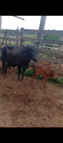 Vaca leiteira giloranda com bizerra