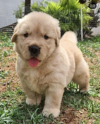 Golden Retriever - Amor Verdadeiro Começa Com Um Filhote 