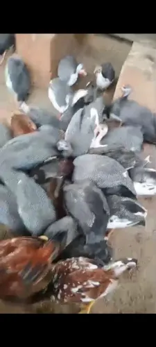 Galinha da Angola 