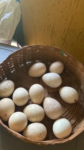 Ovos de perua