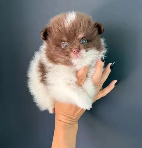 Lulu da pomerania/ Spitz alemão anão