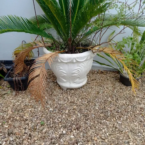 Vaso de Planta em Cerâmica 100 reais cada tenho 2 watts *.