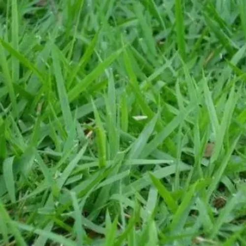 Grama Batatais é uma grama perene e tropical
