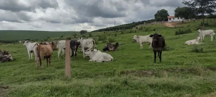 Fazenda 145 Hectares com Produção de Café, Abacate e Abóbora em Conceição do Rio Verde/MG