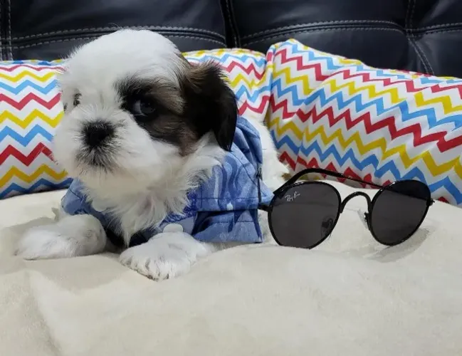 Lhasa Apso Miniatura Fêmea Pequena e Muito Encantadora