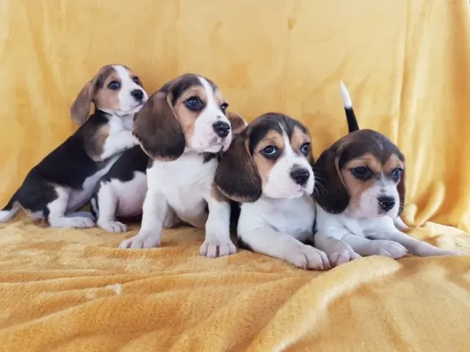 BEAGLE Machinhos e fêmeas 56 dias  com Vacina pedigree e  garantia em contrato