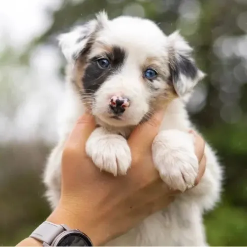 Filhotes de Border Collie | Fofos e super tranquilos!