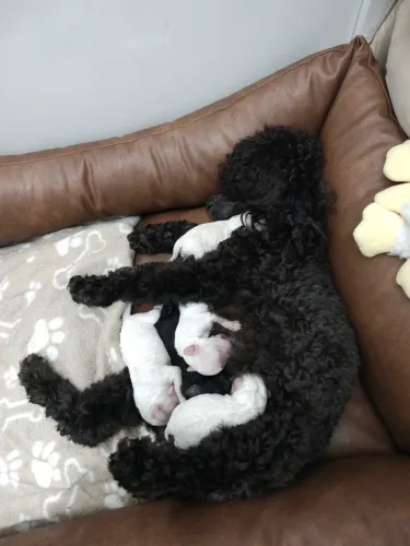 NASCERAM!!! DIA 12.11.2025. FILHOTE DE POODLES TOY