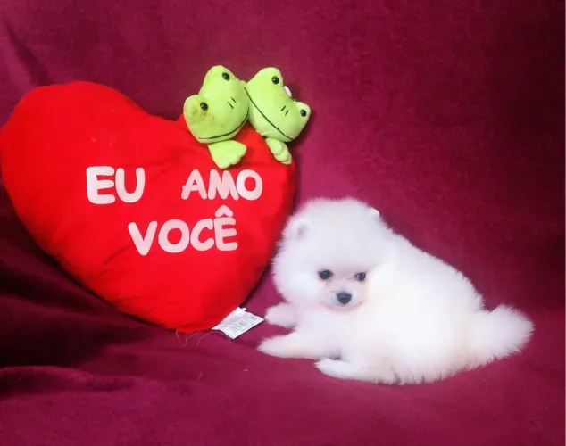 Filhote de Spitz Alemão - super carinhoso