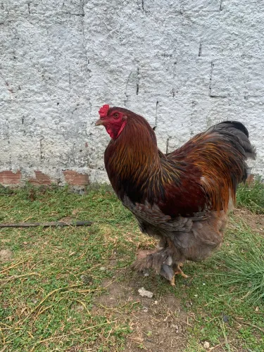 Pintinhos de Brahma perdiz 