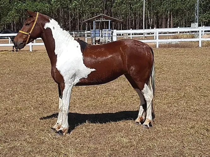 Égua Pampa Marcha Picada Registrada