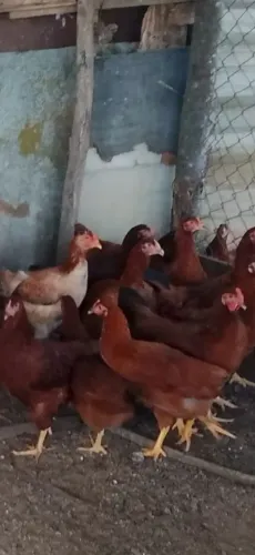 Poedeira Embrapa 051, galos, Pato, bode, ganso e etc..