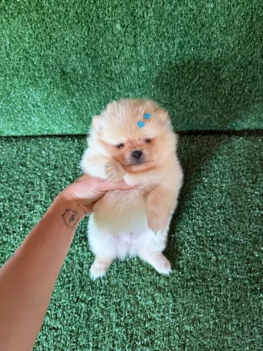 Lulu da pomerania mini