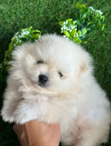 Spitz Alemão macho creme. Seu amigo de todas as horas!