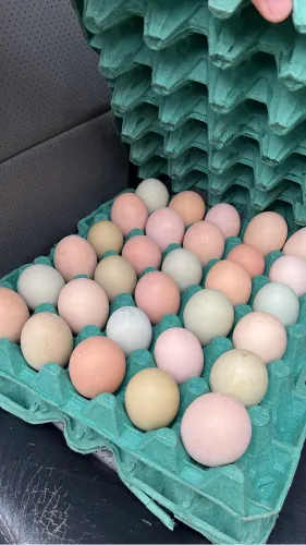 Ovo capoeira Campina Grande