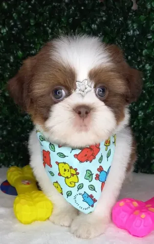 Shih-Tzu Miniatura Fêmea Tricolor Delicada e Cheia de Charme
