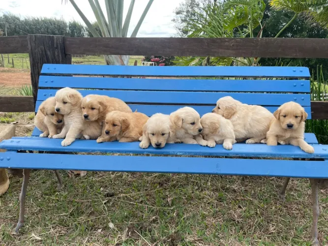 Golden retriever brincalhões , e maravilhosos nesse mês especial