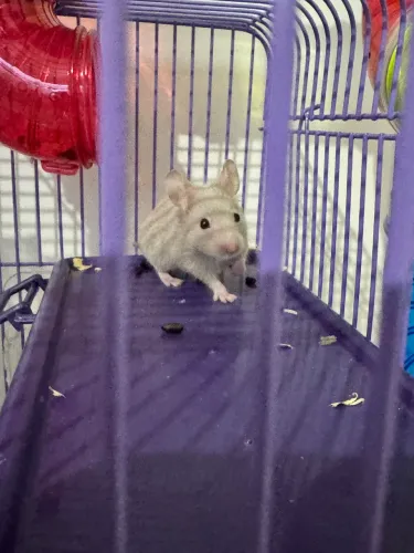 Vendo hamster sírio