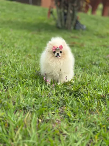 LULU DA POMERANIA URSINHO E ALTO PADRÃO!!