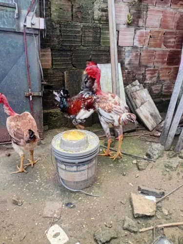 Galo e galinha 600 reais os 4