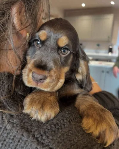 Cocker Spaniel: charme e personalidade que encantam.