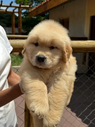 Filhote de Golden Retriver 