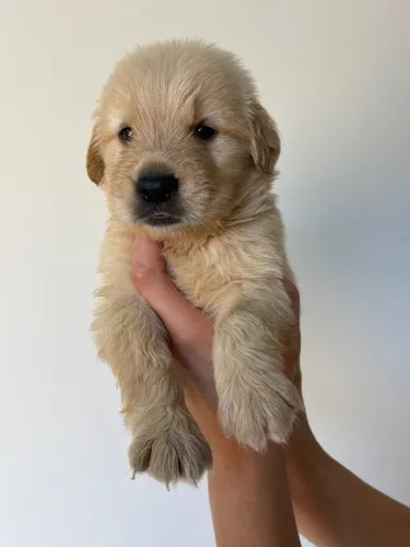Golden retriever Femea e macho pronta entrega
