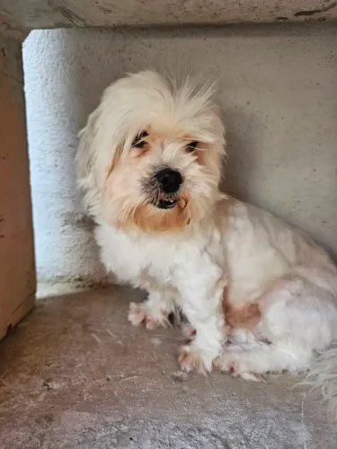 Doação de Lhasa Apso