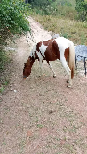 Égua QM pampa 