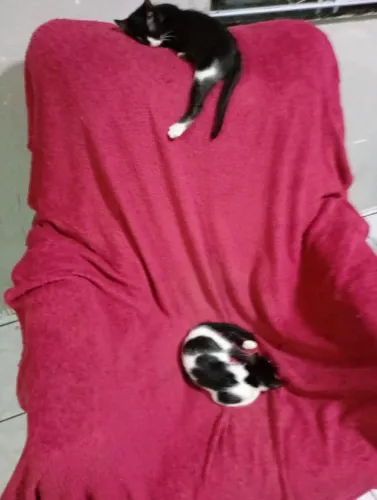 Adote um gato