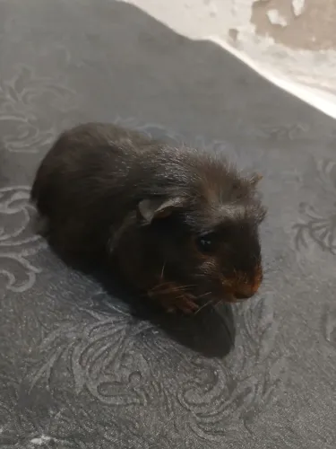 Filhote Porquinho da india preto que é macho