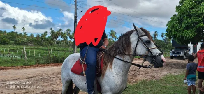 Cavalo ?