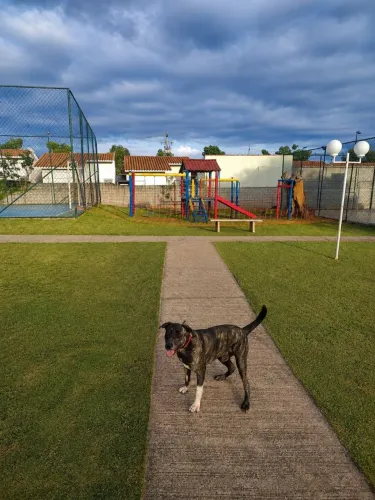 Doação de filhote de cachorro 