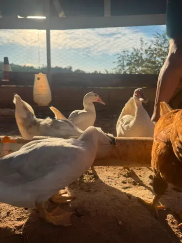 Patos (a) com 4 meses
