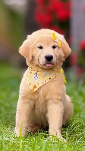 Filhote de Golden fêmea e macho