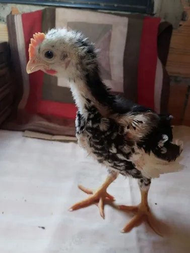 Pintinho de GSB