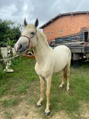 Potro Mangalarga Marchador