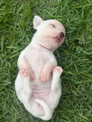 Bebês chihuahua