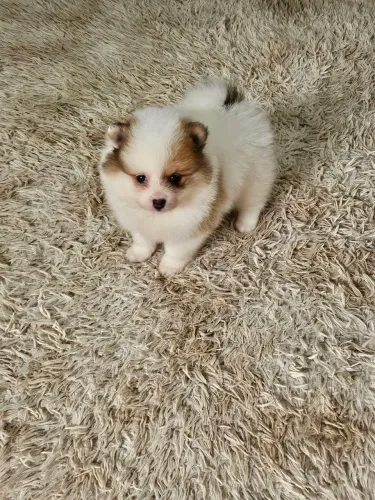 Spitz Alemão Anão Lulu da Pomerania RJ