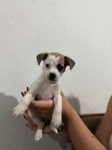 DOAÇÃO DE CACHORRA FÊMEA