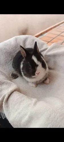 Coelhos anão Netherland dwarf