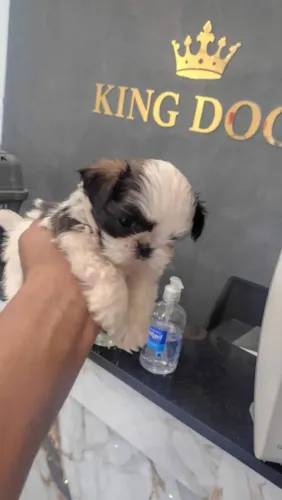 Filhote shih tzu, Pequenos, fofos e prontos para fazer parte da sua família!