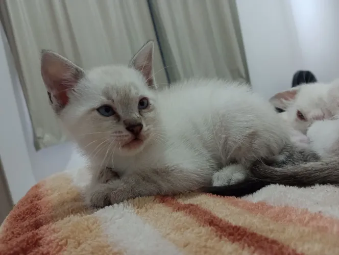 Doaçe gatinho macho para pessoas responsáveis, 56 dias de vida e vermífugado