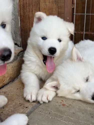 Husky Siberiano Excelente Padrão