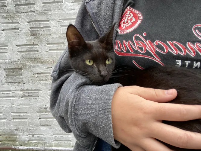 Gato