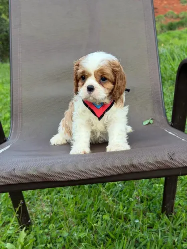 CAVALIER KING CHARLES LINDOS FILHOTES!!!