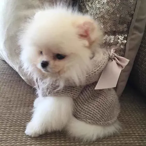 Filhote spitz alemão, Quem precisa de um despertador quando se tem um filhote!