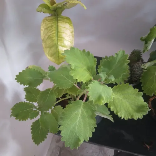Plantas diversas, facilito entrega.