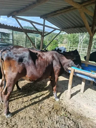 Vacas e novilhas